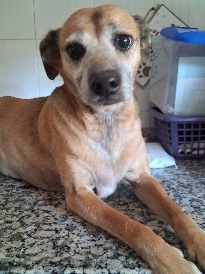 ACE: Trocha houdt van mensen en andere hondjes!, Dieren en Toebehoren, Honden | Niet-rashonden, 6 jaar of ouder, Particulier, Buitenland