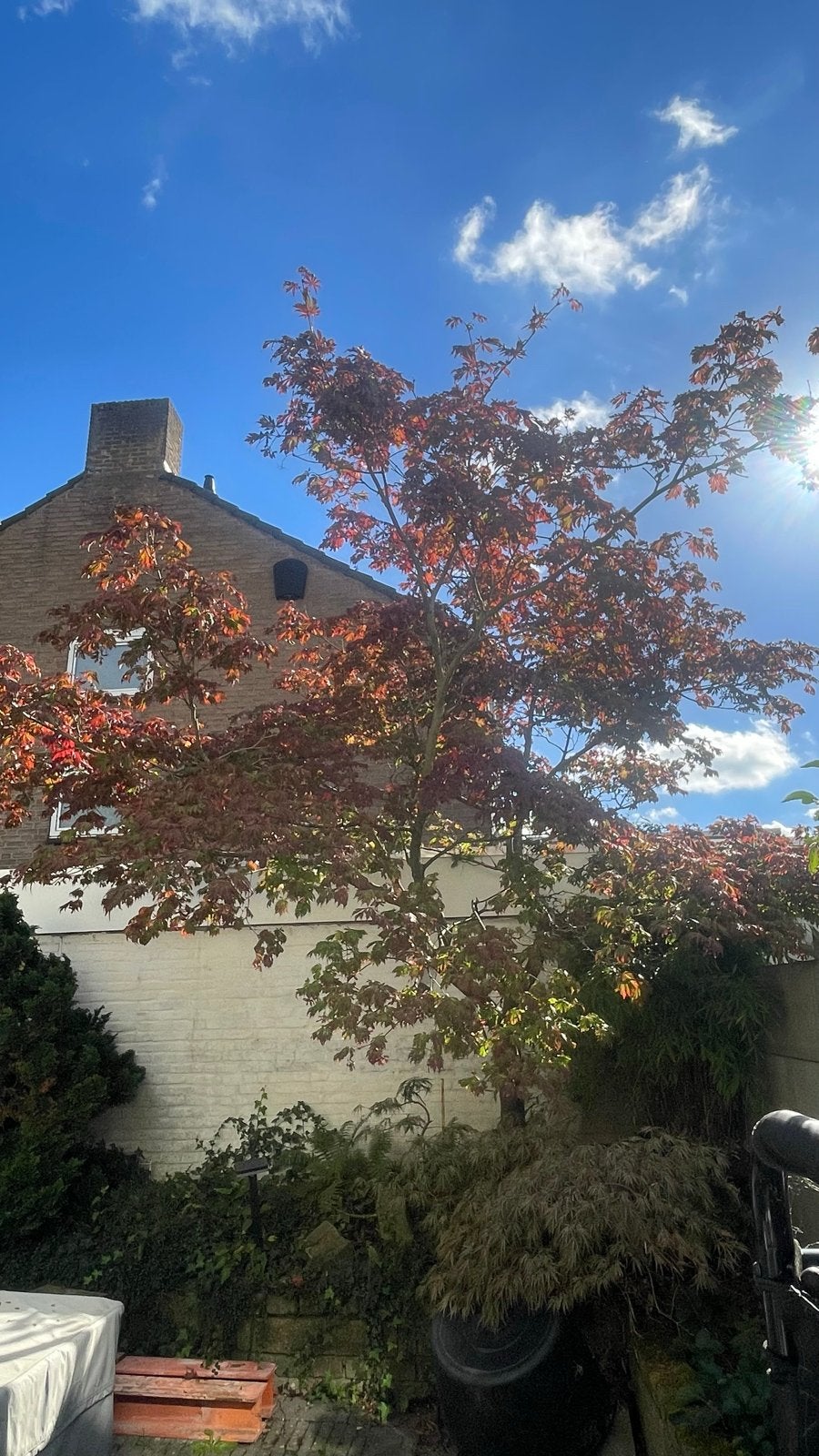 Prachtige Japanse Esdoorn - Acer Palmatum, Tuin en Terras, Overige soorten, Lente, 250 tot 400 cm, Ophalen