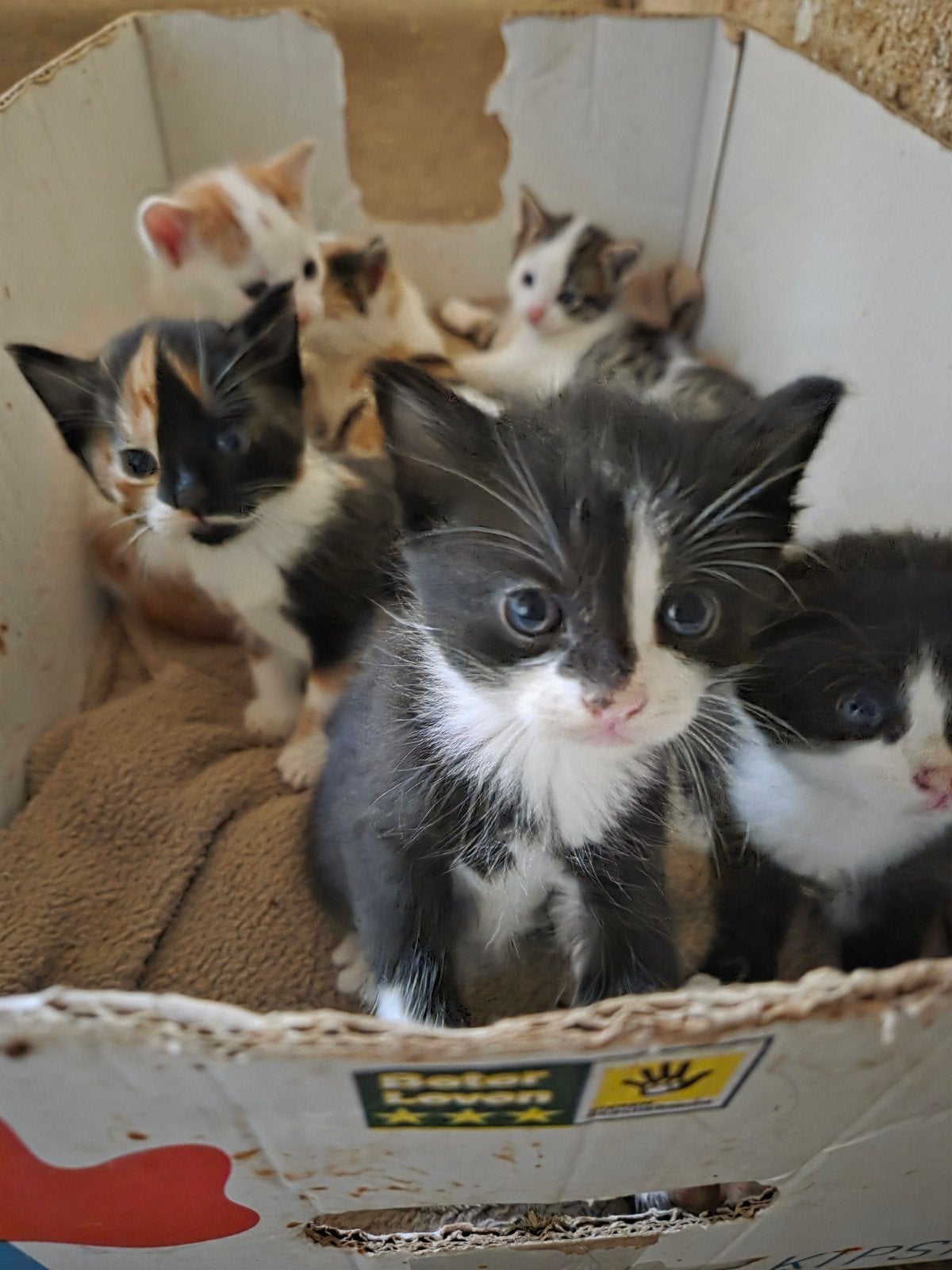 Lieve speelse boerderij kittens, Meerdere dieren, Kortharig, 0 tot 2 jaar