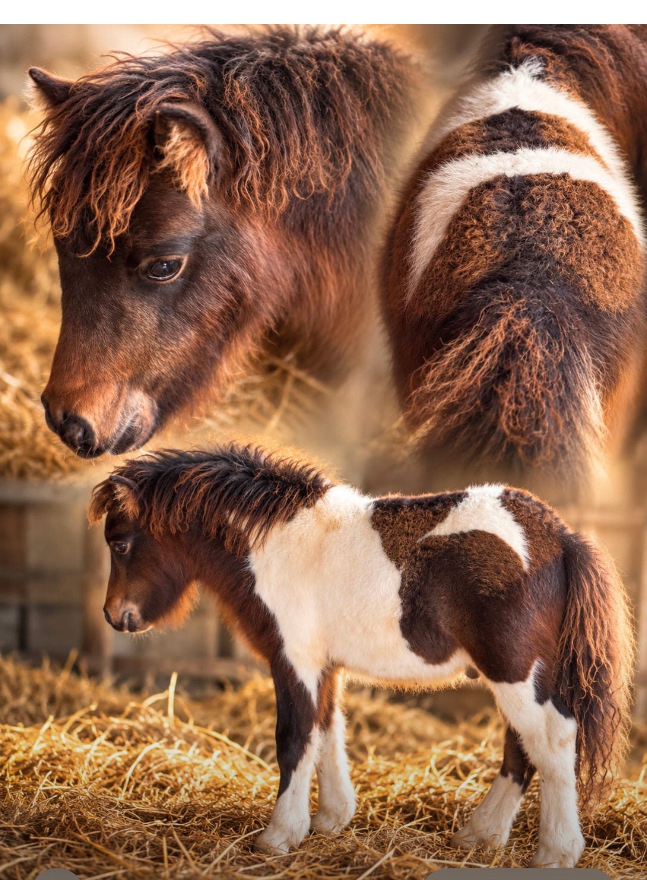 🩷🌸Super leuke Shetland veulens beschikbaar🩷🌸, Dieren en Toebehoren, Gechipt, Ruin, Niet van toepassing, A pony (tot 1.17m)