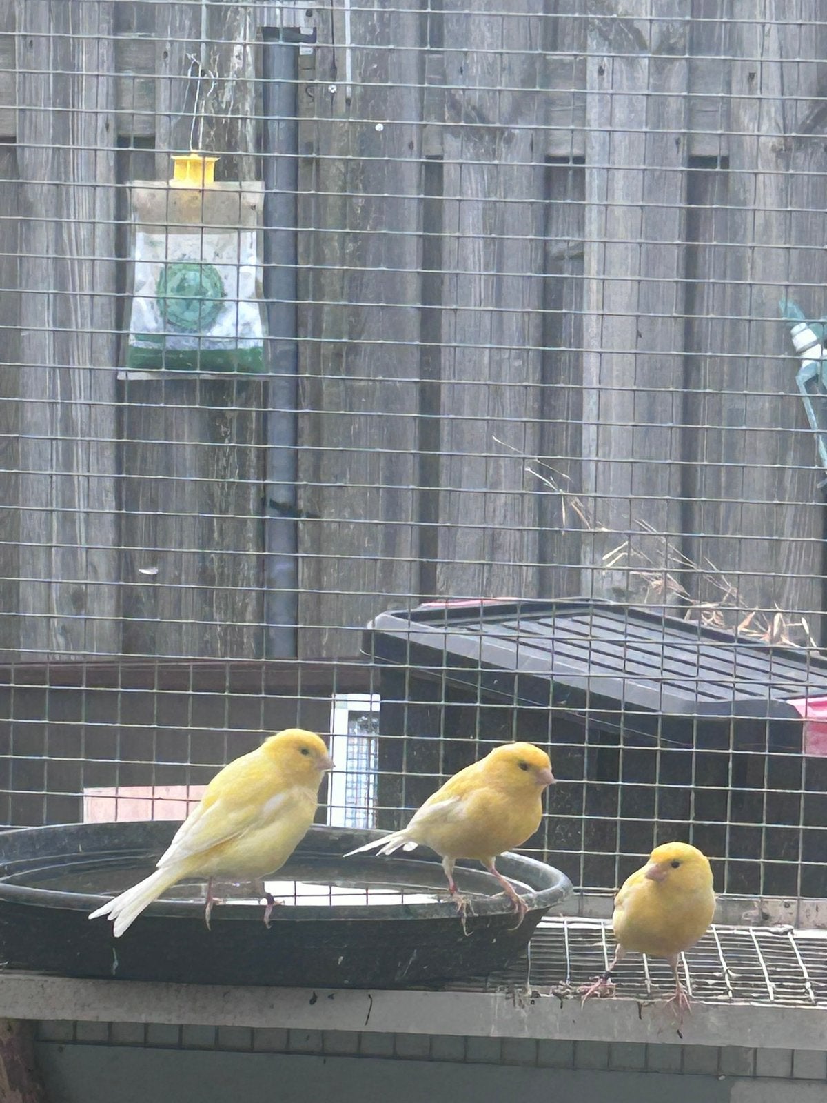 Kanaries, Dieren en Toebehoren, Vogels | Kanaries, Meerdere dieren, Kleurkanarie