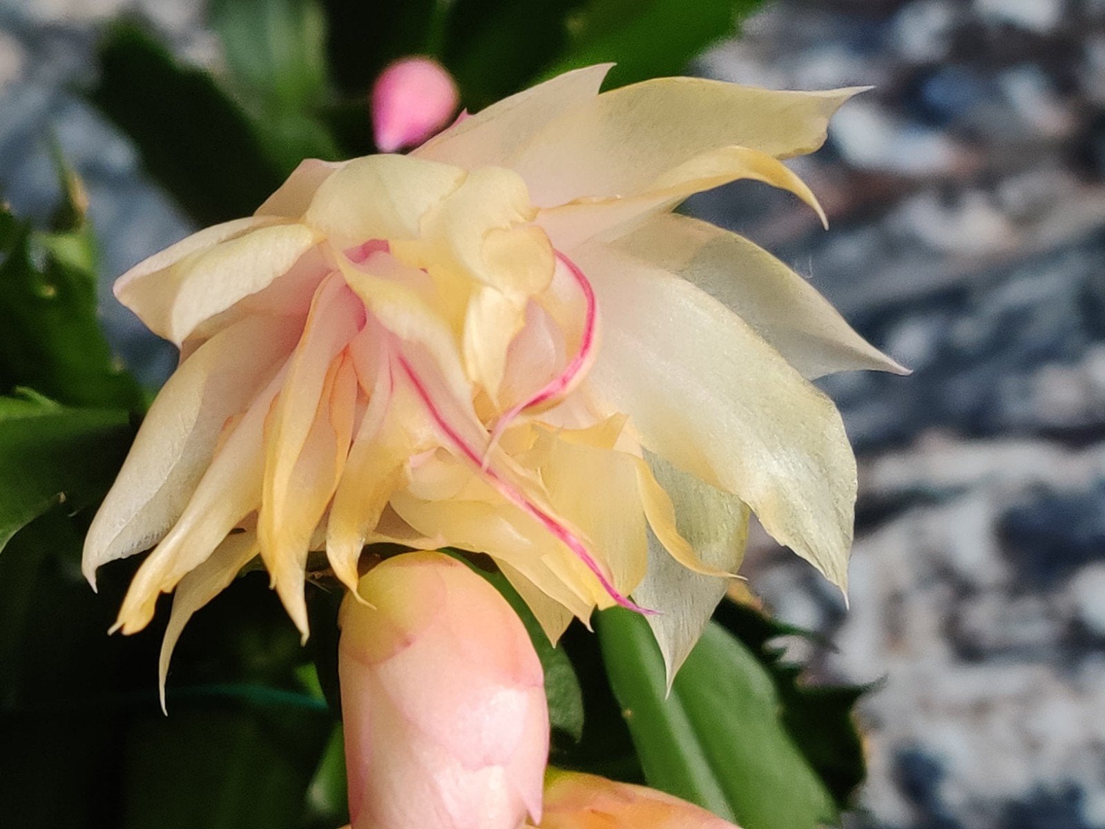 Schlumbergera 'Double Bright' stek ongeworteld, Verzenden, Halfschaduw, Minder dan 100 cm