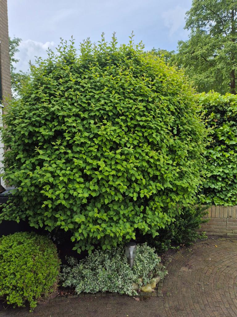 Mooie Bolboom - Ideaal voor uw tuin!, Tuin en Terras, Planten | Bomen, Bloeit niet, Ophalen of Verzenden, 250 tot 400 cm, Volle zon