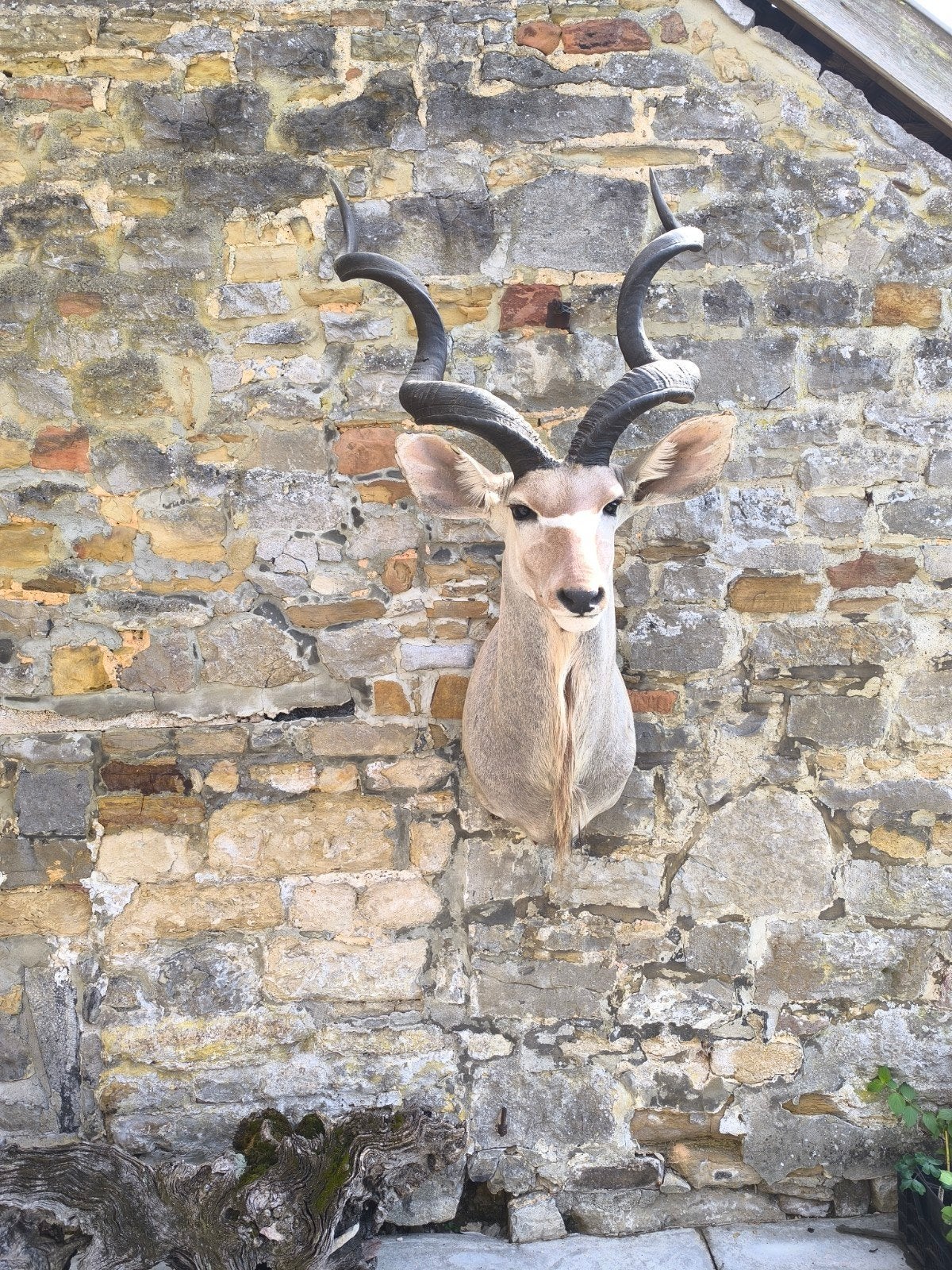 Opgezette Kudu Kop, Ophalen of Verzenden, Gebruikt, Wild dier, Opgezet dier