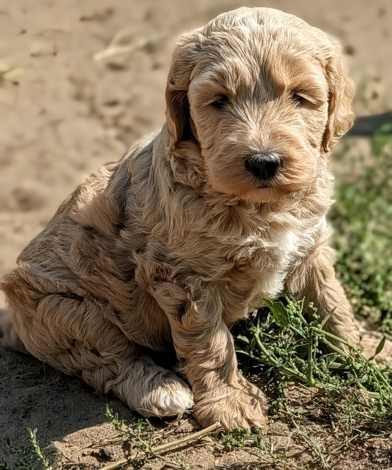 Labradoodle pups Niko, Noah, Billy en Bambi zoeken hun forev, Overige rassen, 8 tot 15 weken, Teef, Eén hond
