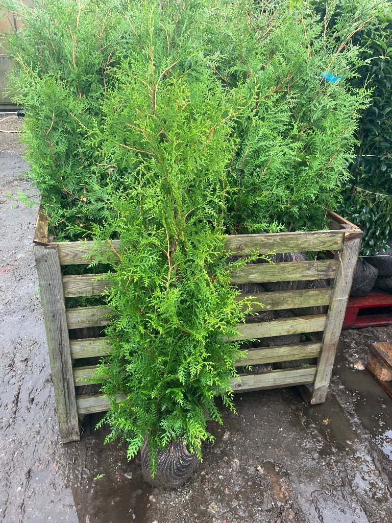 Haag Conifeer, Thuja 'Brabant' NU GOED TE PLANTEN!!!, Ophalen of Verzenden, Conifeer, Haag, 100 tot 250 cm