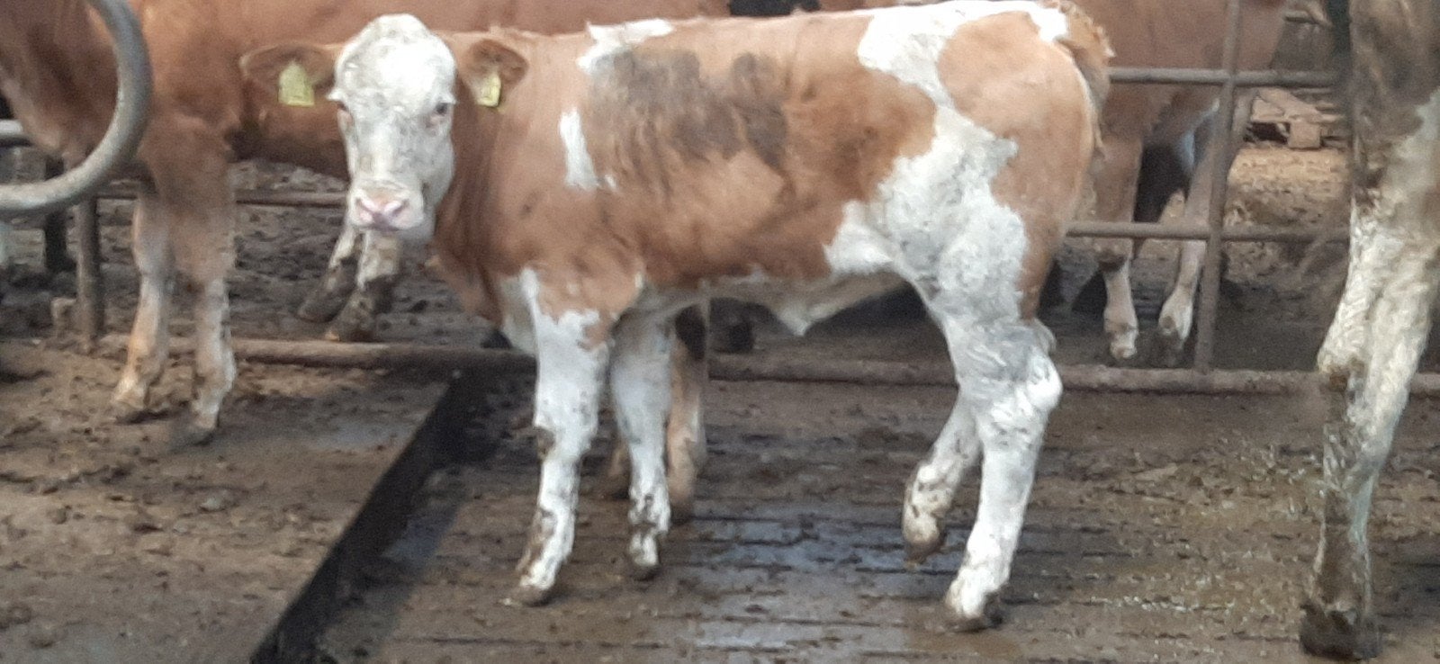 Twee beste zuivere fleckvieh koekalveren, Dieren en Toebehoren, Vrouwelijk