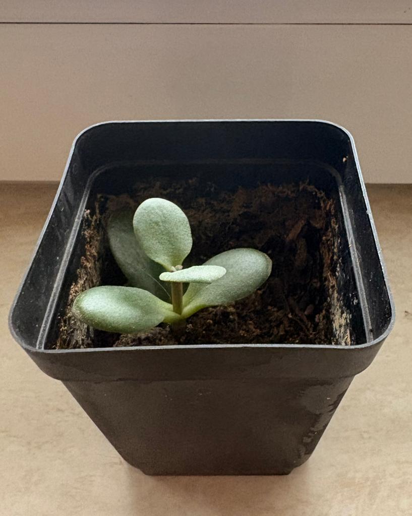 Baby jade plantje, Ophalen, Halfschaduw, Minder dan 100 cm
