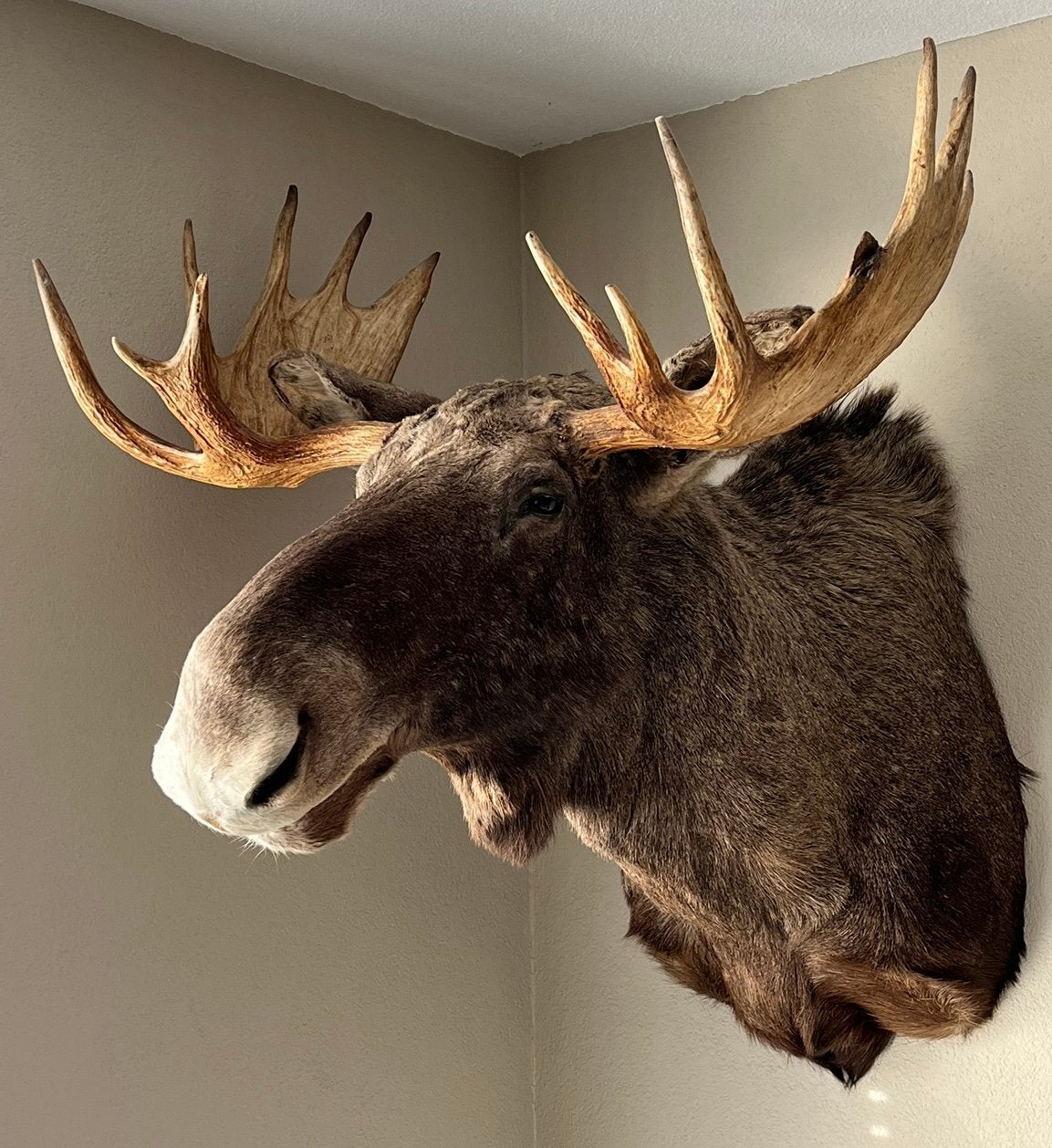 Eland ( Alces ) uit Noord-Scandinavië, Ophalen, Zo goed als nieuw, Hert, Opgezet dier