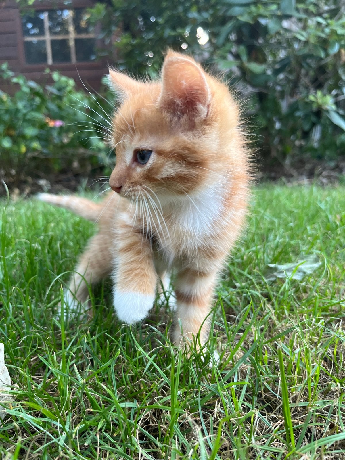 Lieve kittens te koop, Meerdere dieren