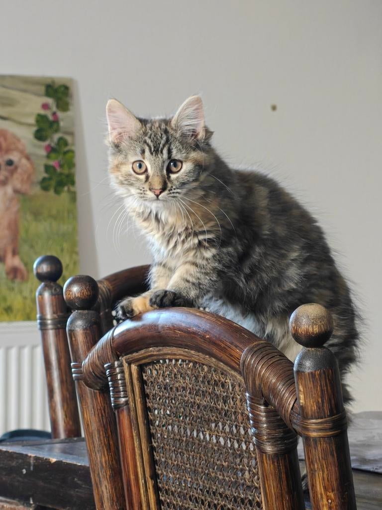 Maine Coon / Noorse Boskat mix kitten (poesje), Poes, Ingeënt, 0 tot 2 jaar