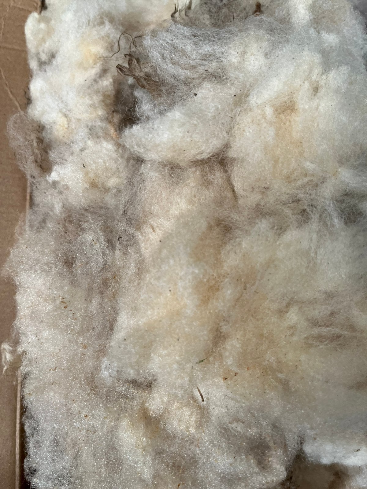 Ruwe Onbewerkte Pure Witte Texelaar Schapenwol || 200 gram, Ophalen of Verzenden, Nieuw, Los Vilt, Wolvilt