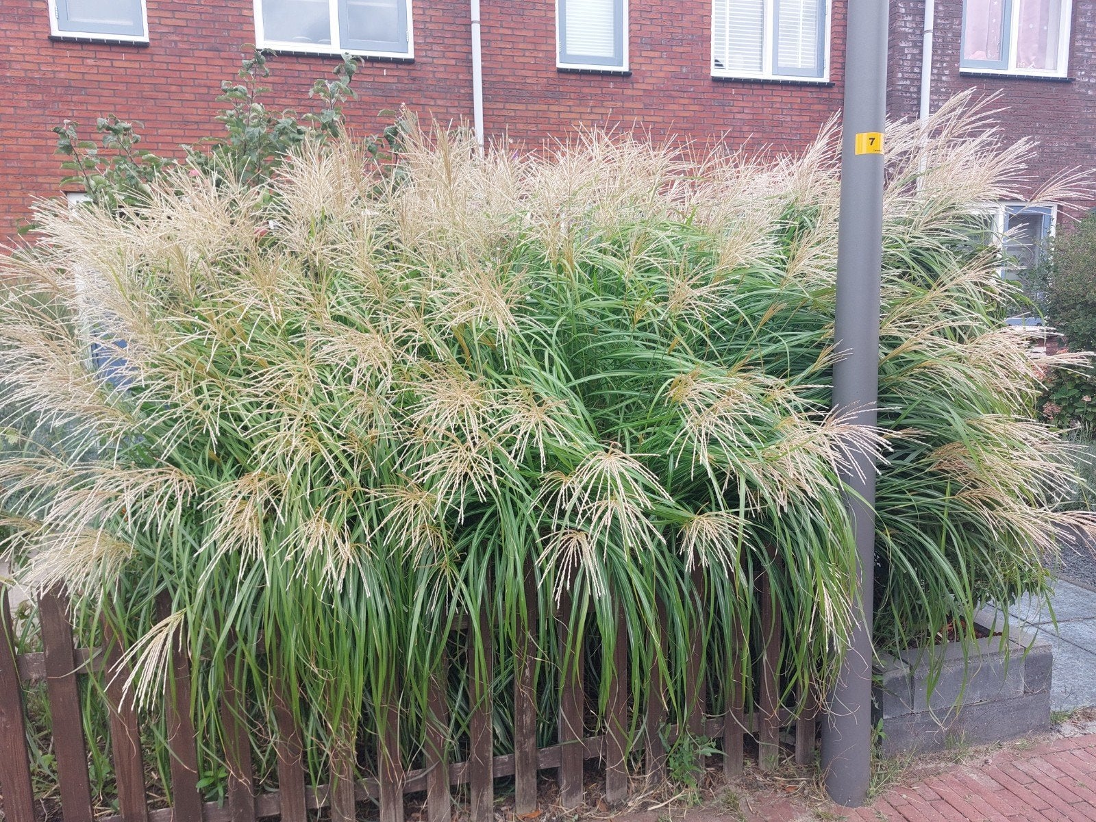 Gratis grote gras pol chinese prachtriet, Tuin en Terras, Ophalen