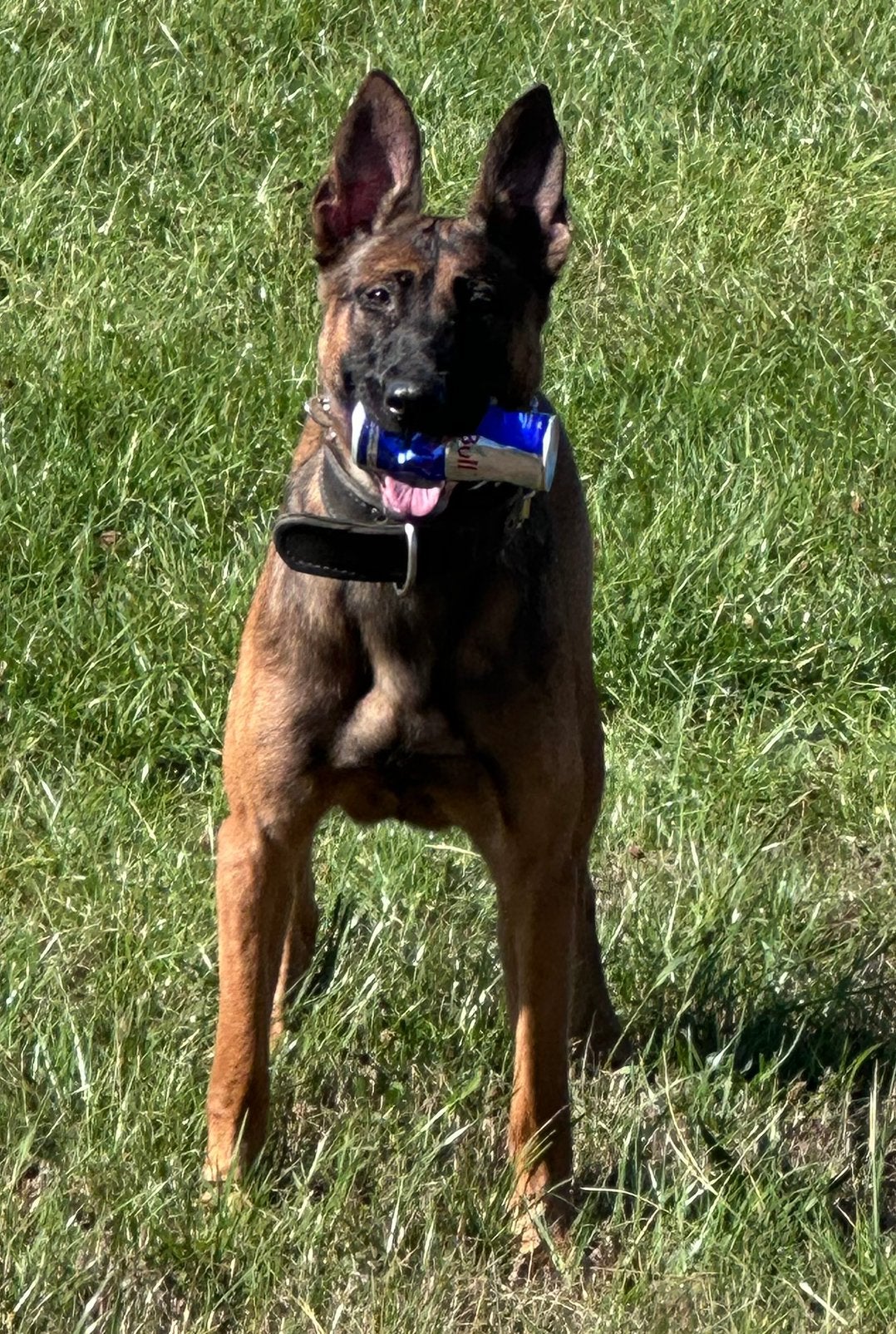 Mechelse herder teef, Dieren en Toebehoren, 1 tot 2 jaar, Teef, Eén hond, CDV (hondenziekte)