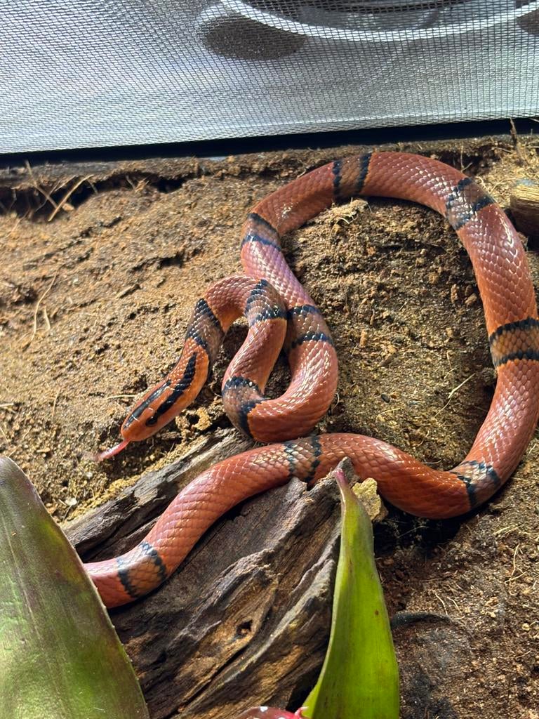 1.1 Oreocryptophis porphyraceus pulchra, Slang, Tam, 0 tot 2 jaar