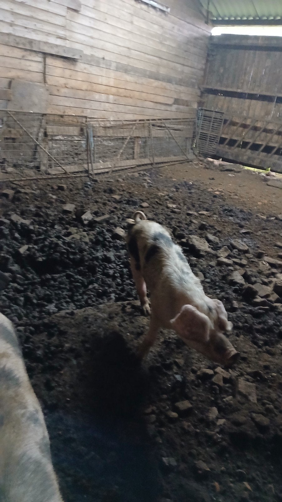 bonte bentheimer zeugen, Dieren en Toebehoren
