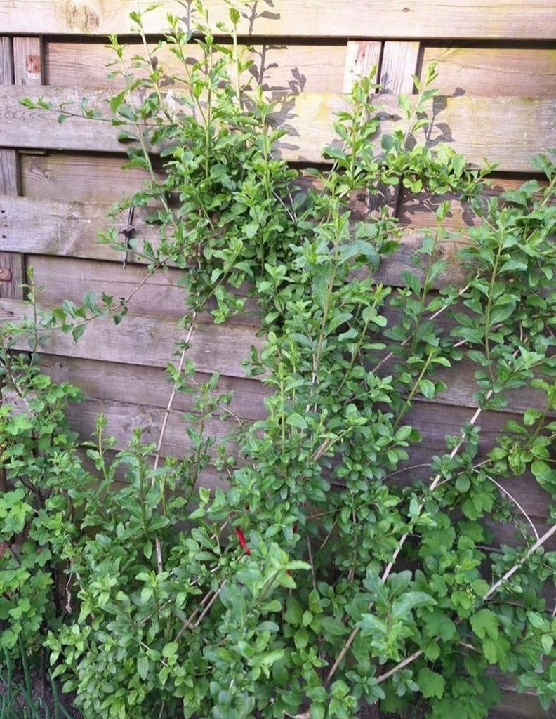 Gojibes struik, Tuin en Terras, Planten | Tuinplanten, Ophalen, Vaste plant, Halfschaduw, Klimplanten