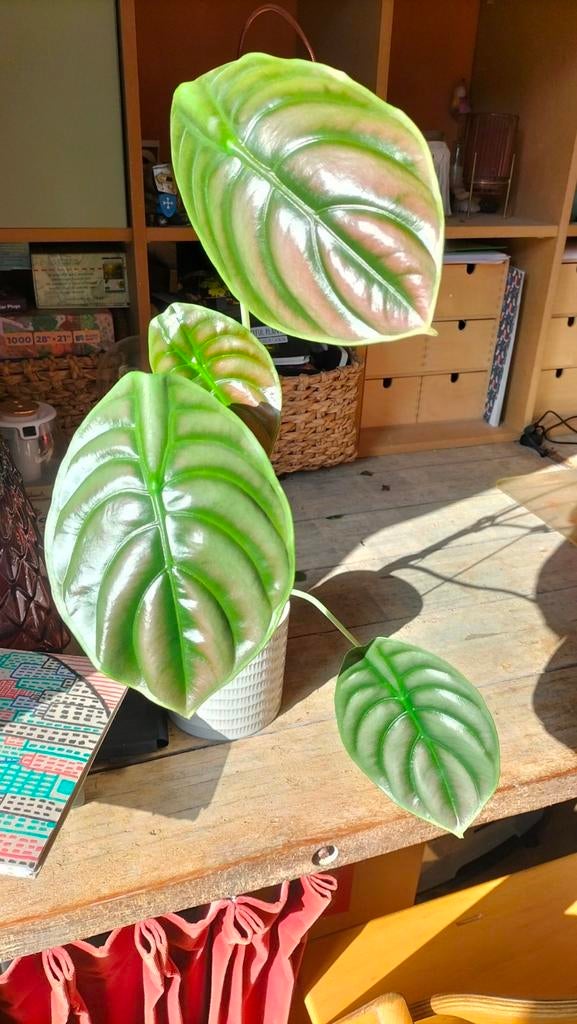 Alocasia Cuprea Red Secret - Prachtige Kamerplant, Ophalen, Overige soorten, Halfschaduw, Minder dan 100 cm
