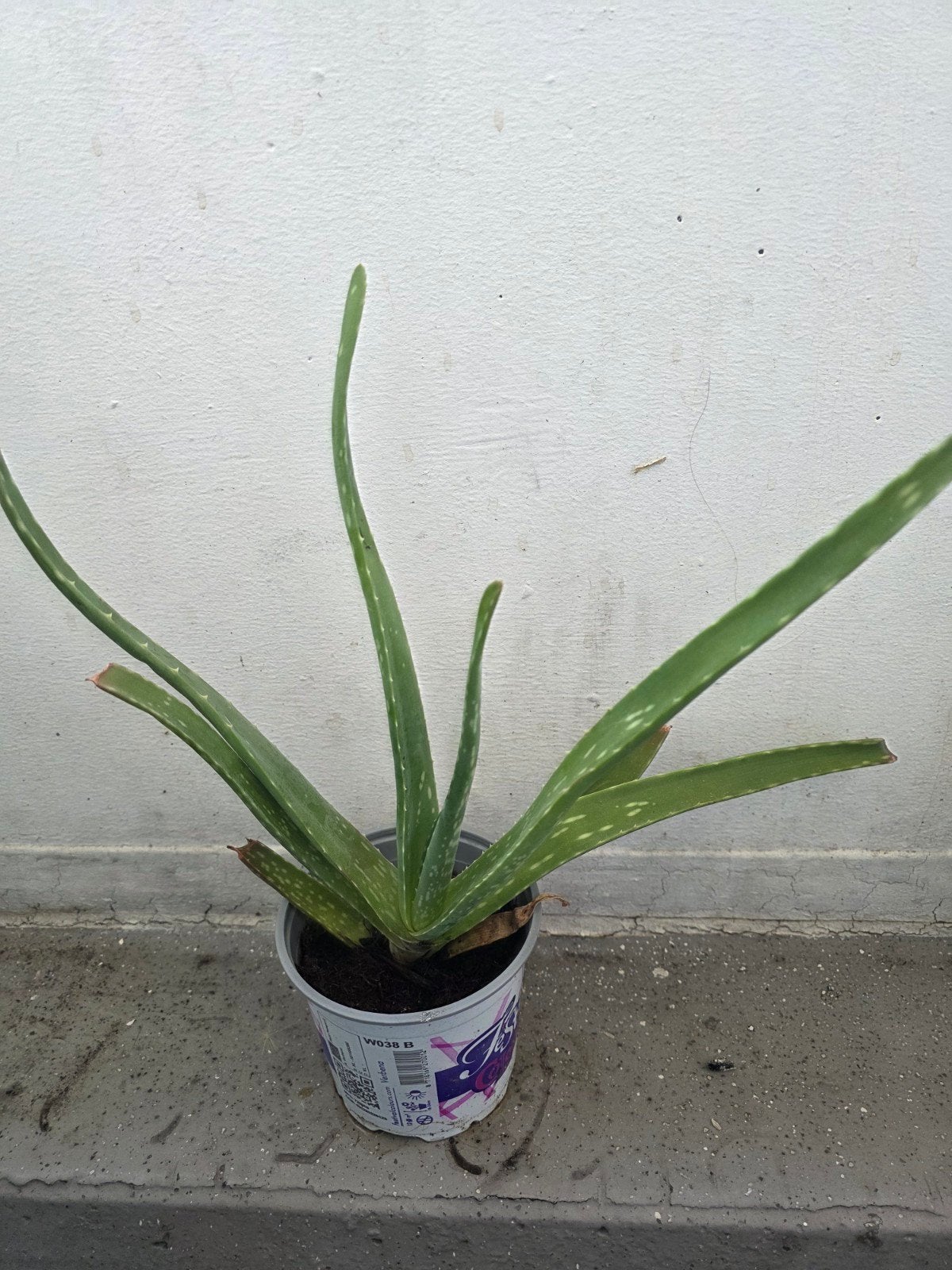 Echte Aloe Vera plant - Vers en gezond, Ophalen