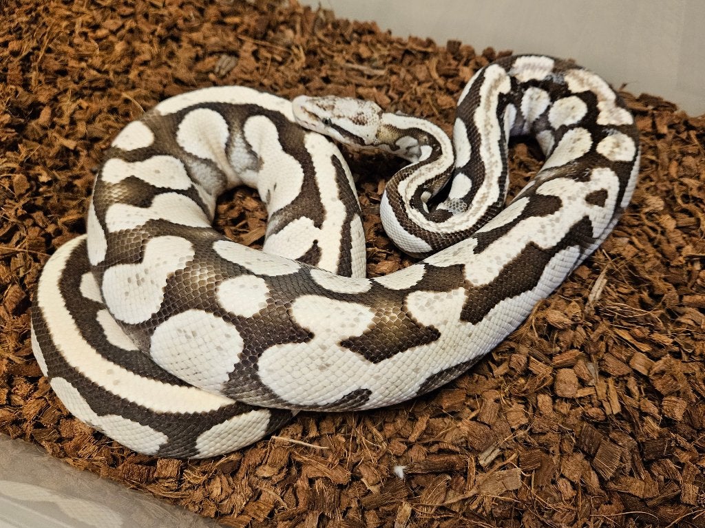 0.1 Pastel Desert Ghost Proven breeder, Dieren en Toebehoren, Reptielen en Amfibieën, Slang, 3 tot 6 jaar