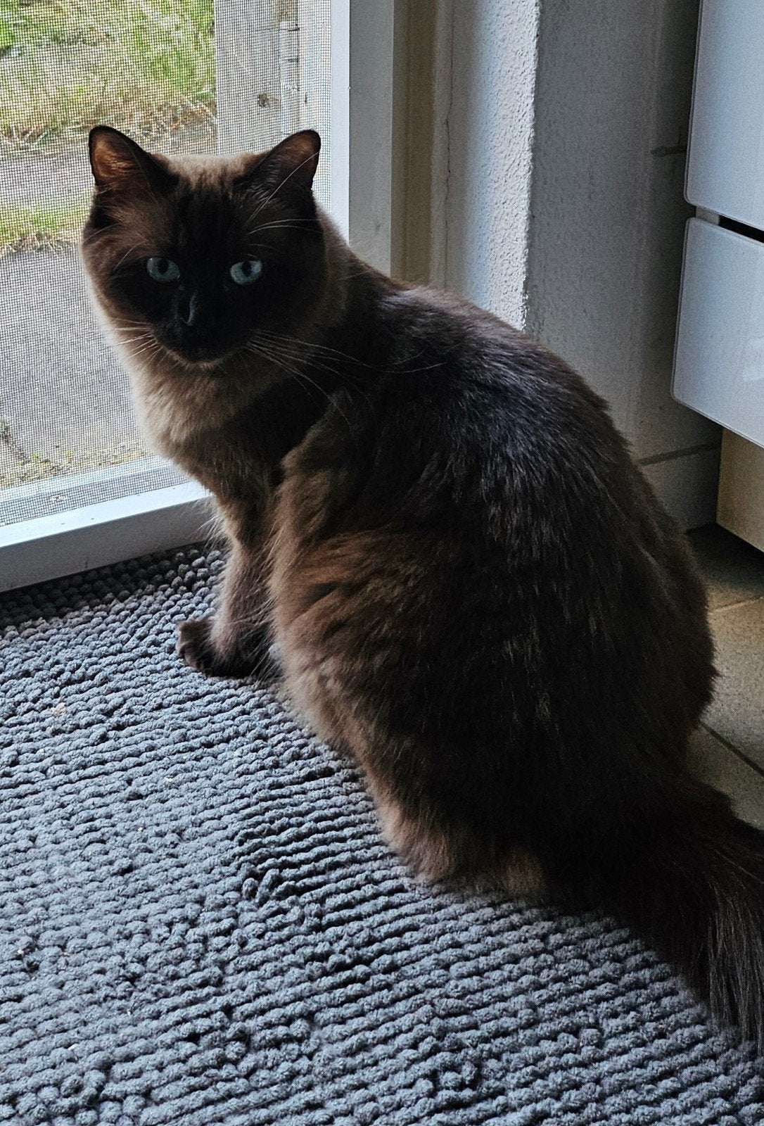 Herplaatser Lieve mooie Seal Mink Ragdoll poes, Dieren en Toebehoren, Poes, Gechipt, 0 tot 2 jaar