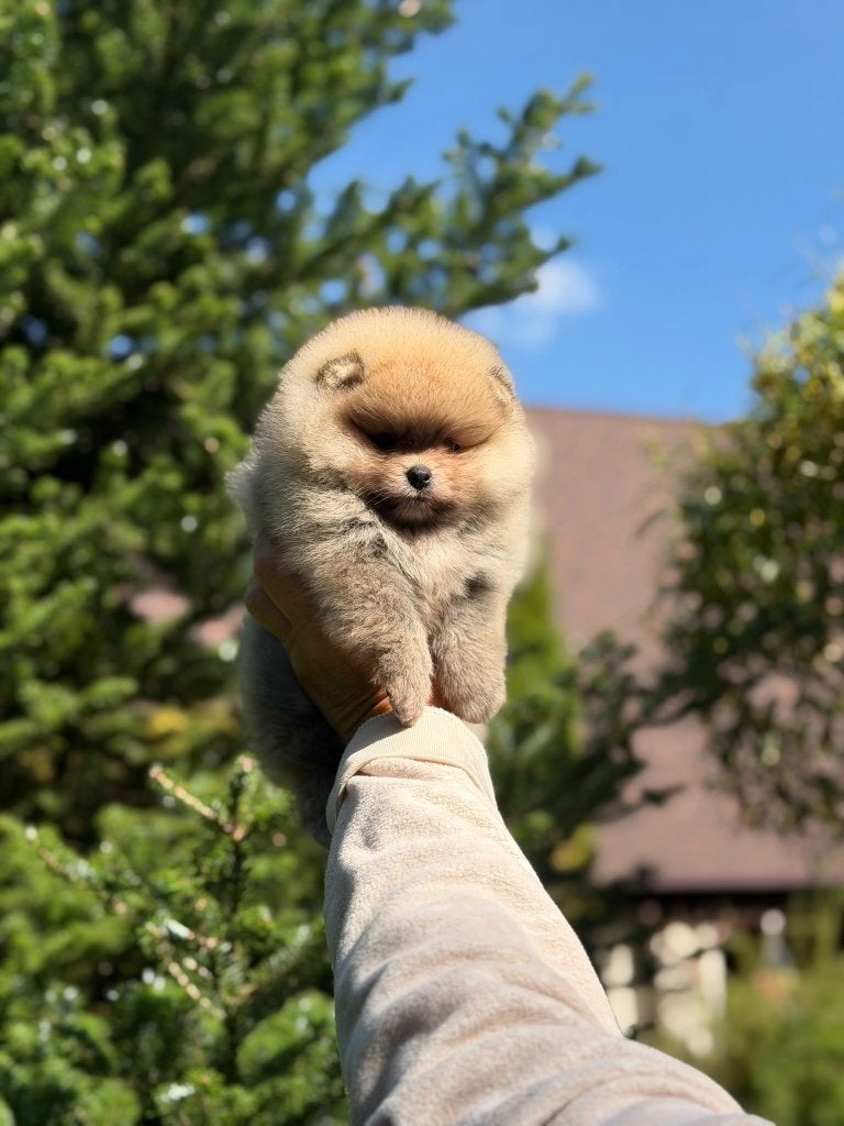 Pomeriaan pup teefje Orange Sable – Bear type, Dieren en Toebehoren, Nederland, Keeshond, 8 tot 15 weken, Teef