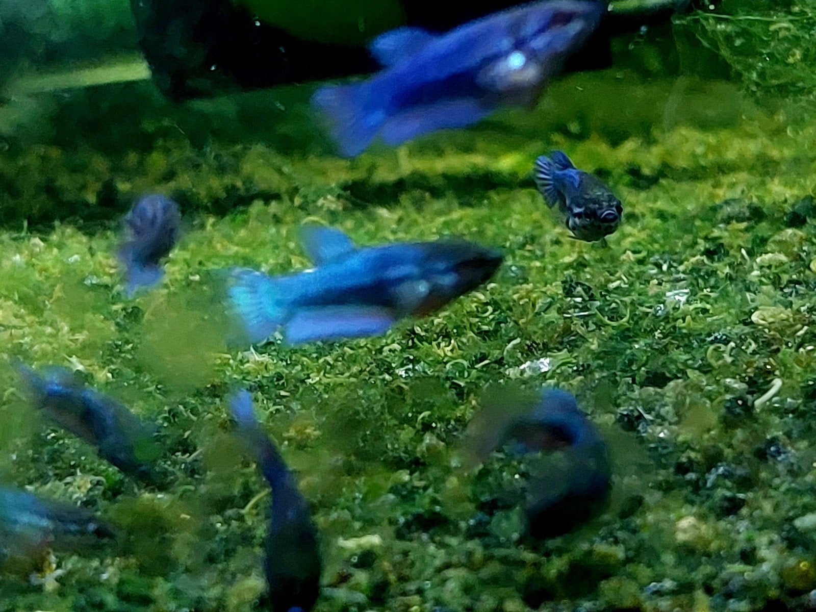 Jonge Betta vis., Dieren en Toebehoren, Vis