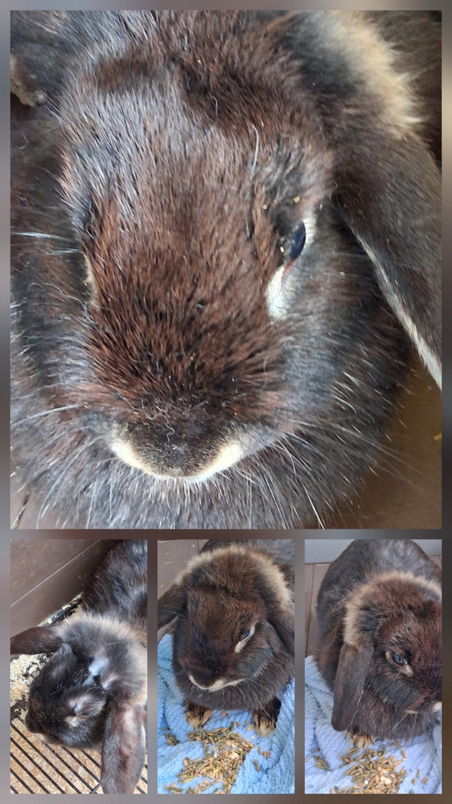 2 konijntjes zusjes., Dieren en Toebehoren, Konijnen, Vrouwelijk, Klein, Hangoor, 3 tot 5 jaar