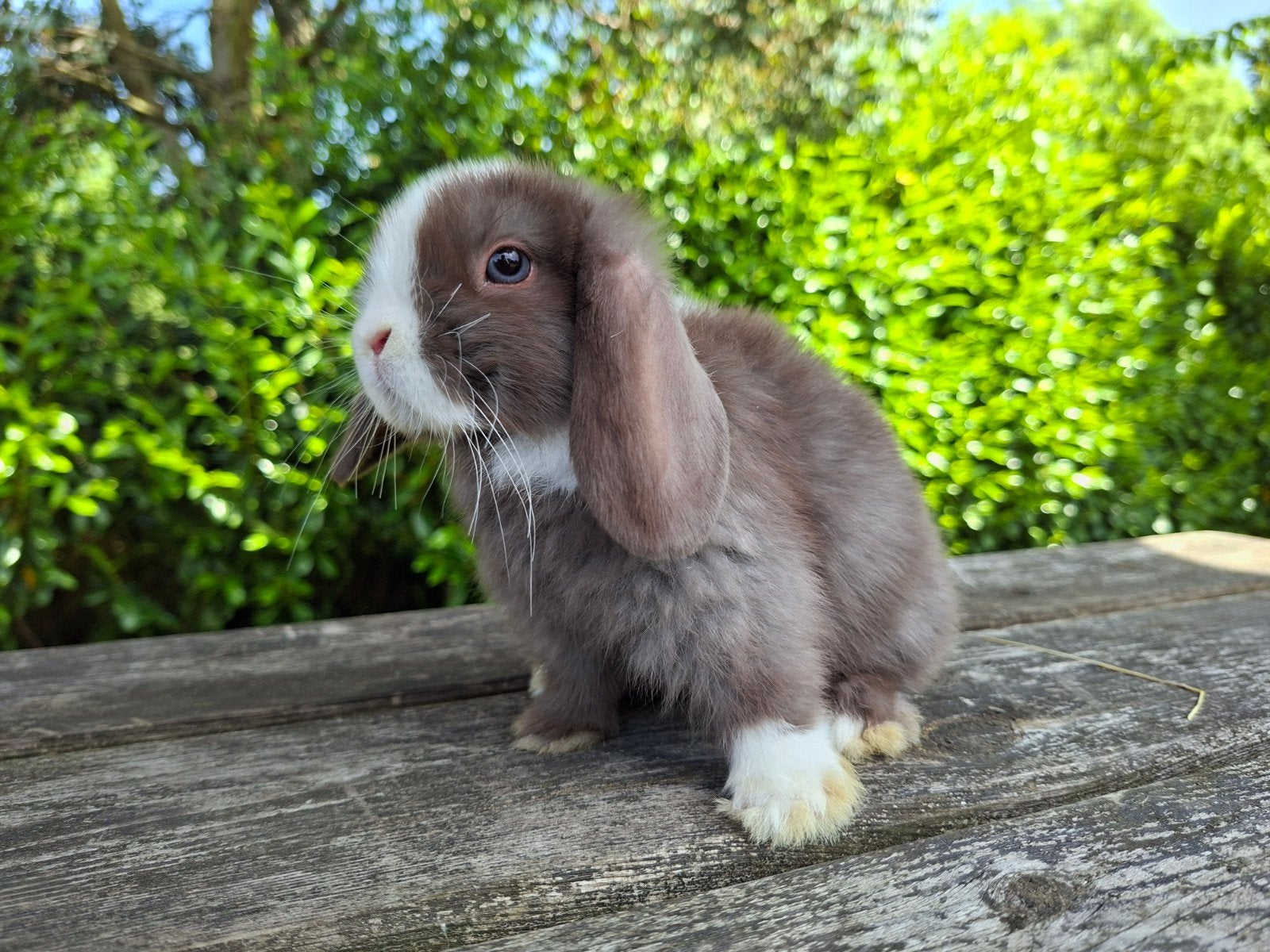 Choco minilop voedster., Dieren en Toebehoren, Vrouwelijk, Dwerg, Hangoor, 0 tot 2 jaar