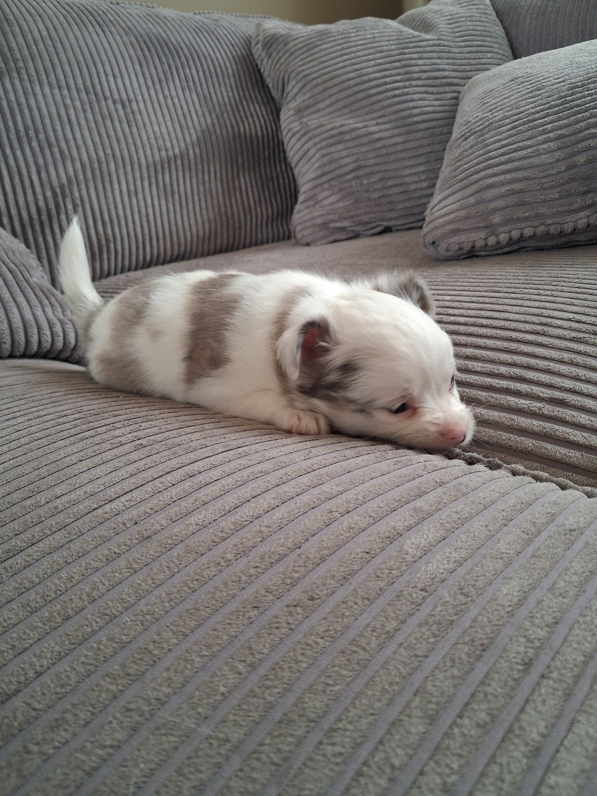 Chihuahua Pups, Dieren en Toebehoren, Honden | Chihuahua's en Gezelschapshonden, 8 tot 15 weken, Meerdere, Meerdere dieren, Chihuahua