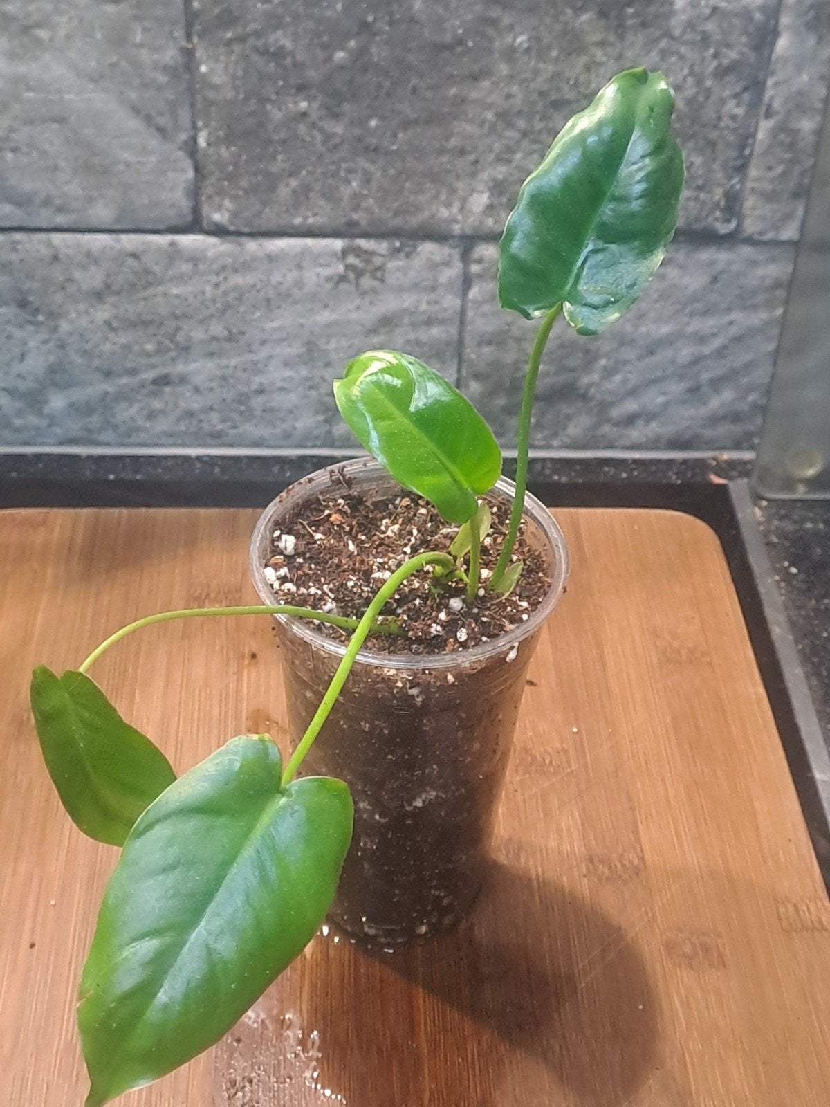 Philodendron Burle Marx, Huis en Inrichting, Kamerplanten, Ophalen of Verzenden, Halfschaduw, Minder dan 100 cm