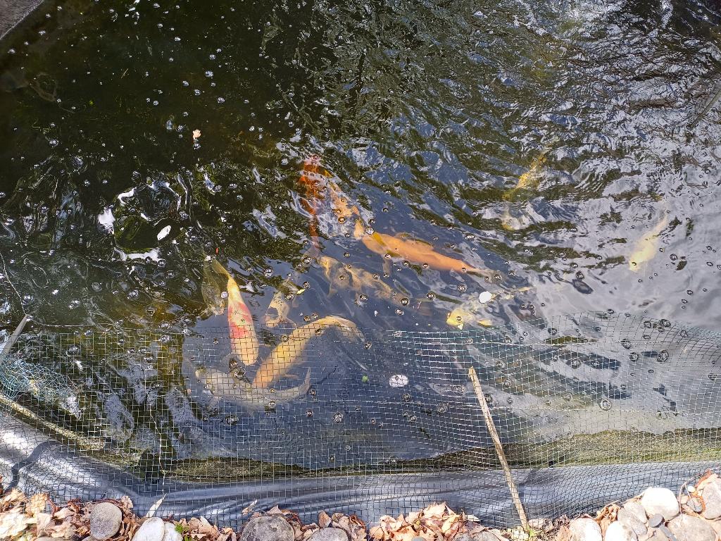 Koi Vissen te Koop – Gezond & Goed Onderhouden, Dieren en Toebehoren, Vissen | Vijvervissen, Karper of Koi