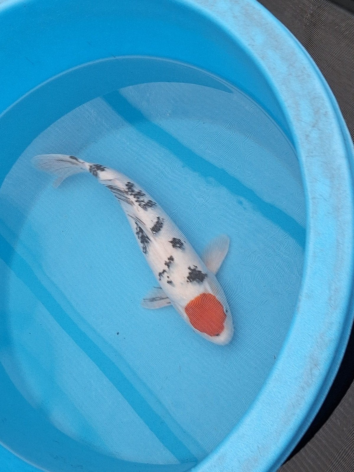 prachtige tancho sanke 54 cm female, Karper of Koi
