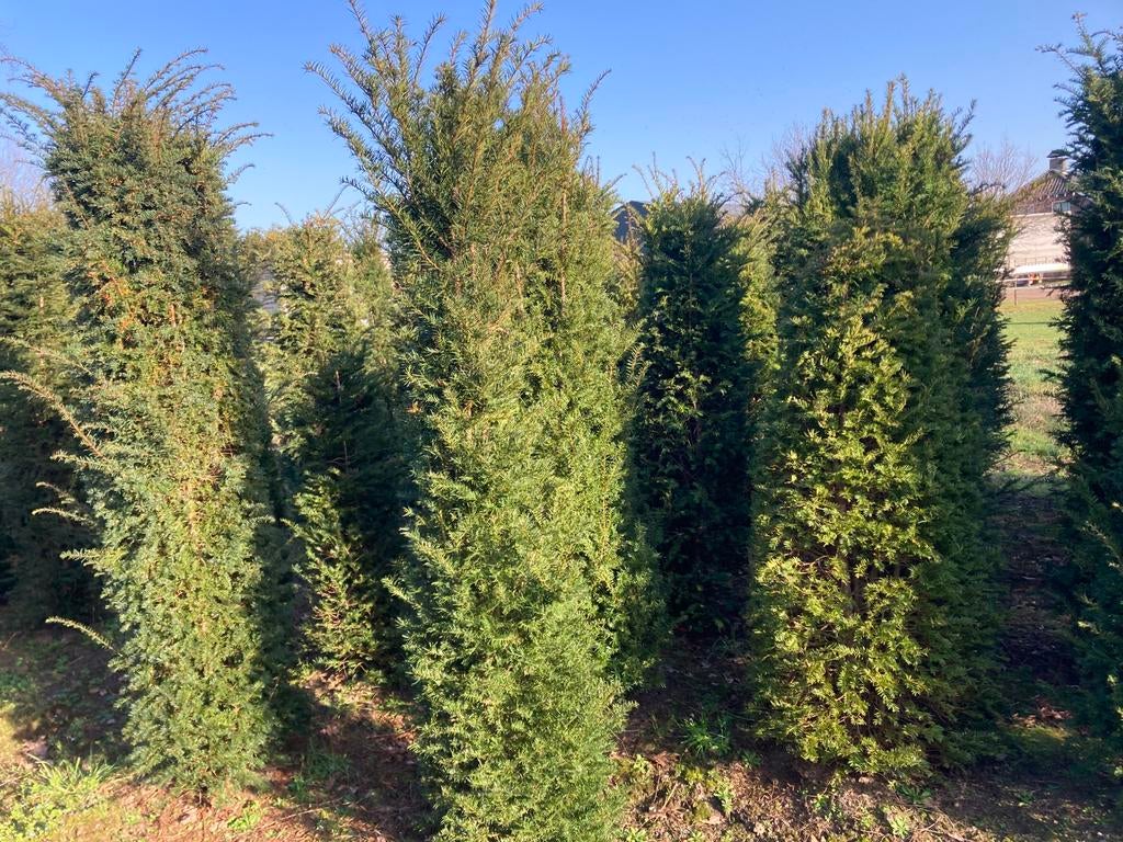 Taxus, Tuin en Terras, Planten | Bomen, Bloeit niet, Overige soorten, 100 tot 250 cm, Ophalen