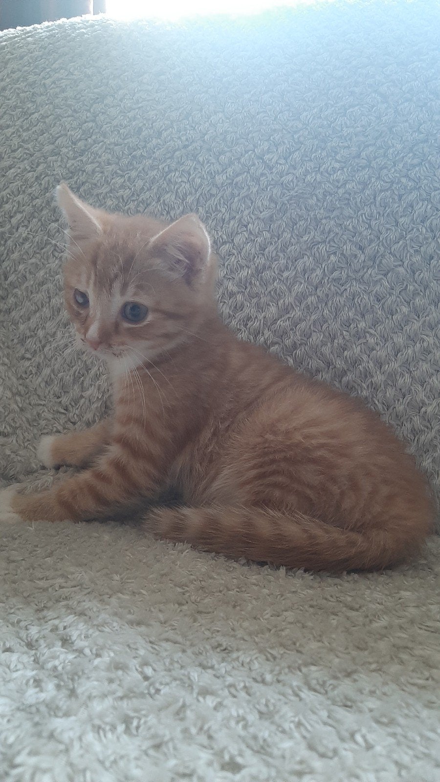 Lief, aanhankelijk rood katertje te koop!, Dieren en Toebehoren, Meerdere dieren