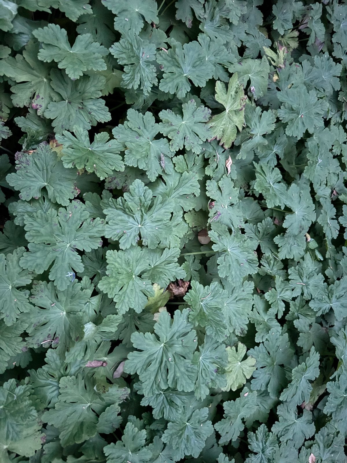 Paarse Geranium (Ooievaarsbek) Bodembedekker, Tuin en Terras, Bodembedekkers, Vaste plant, Ophalen of Verzenden, Halfschaduw