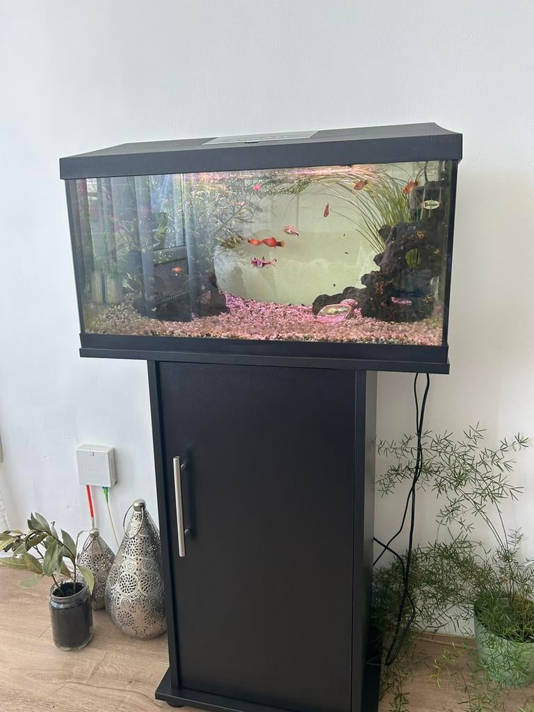Aquarium 60 lt, Dieren en Toebehoren, Ophalen, Gebruikt, Overige typen, Inclusief vissen