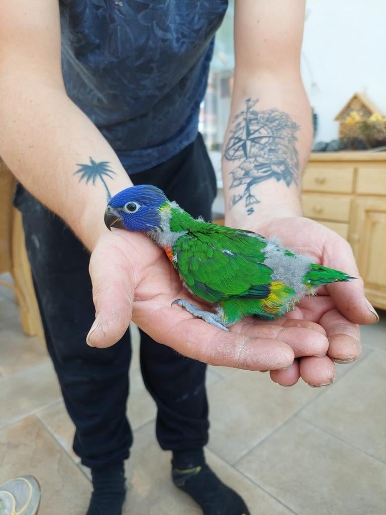 Lori van blauwe bergen, Dieren en Toebehoren, Vogels | Parkieten en Papegaaien, Geslacht onbekend, Papegaai