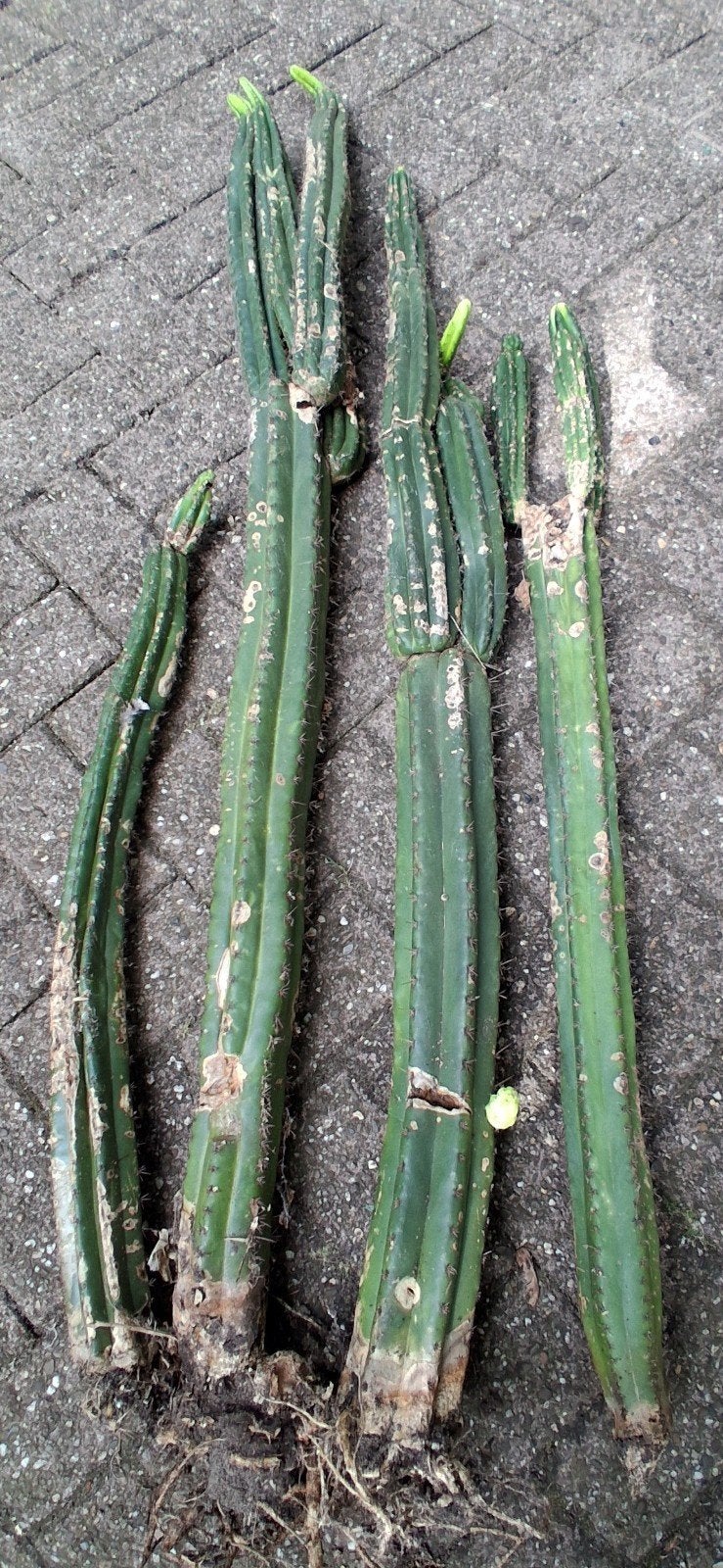 Peruvian Torch  XXL 640cm (San Pedro), Huis en Inrichting, Ophalen, Halfschaduw, Minder dan 100 cm