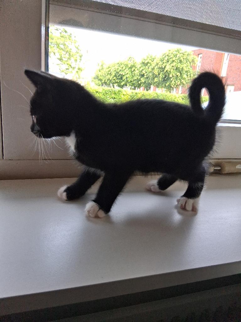Super lieve kittens, Dieren en Toebehoren, Meerdere dieren, Ontwormd, 0 tot 2 jaar