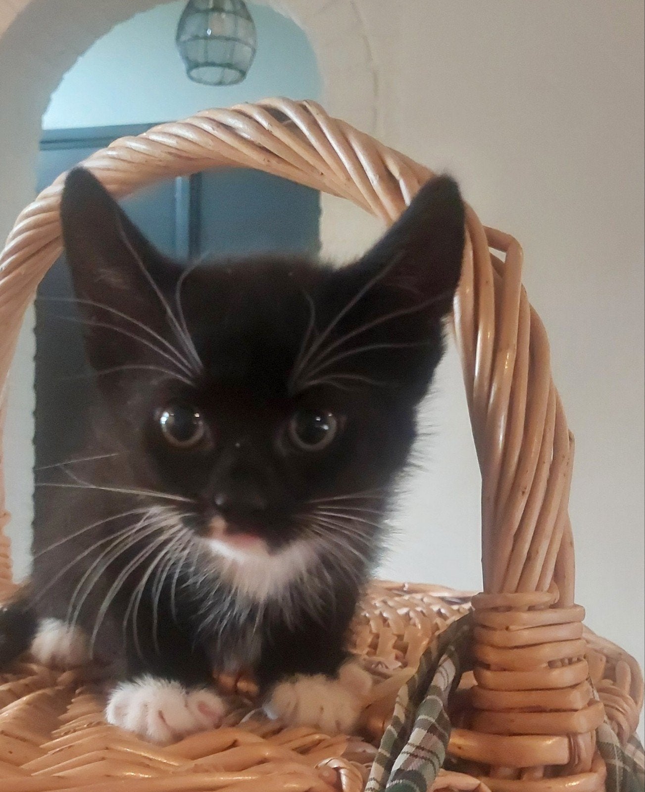 super mooie kittens, Dieren en Toebehoren, Katten en Kittens | Overige Katten