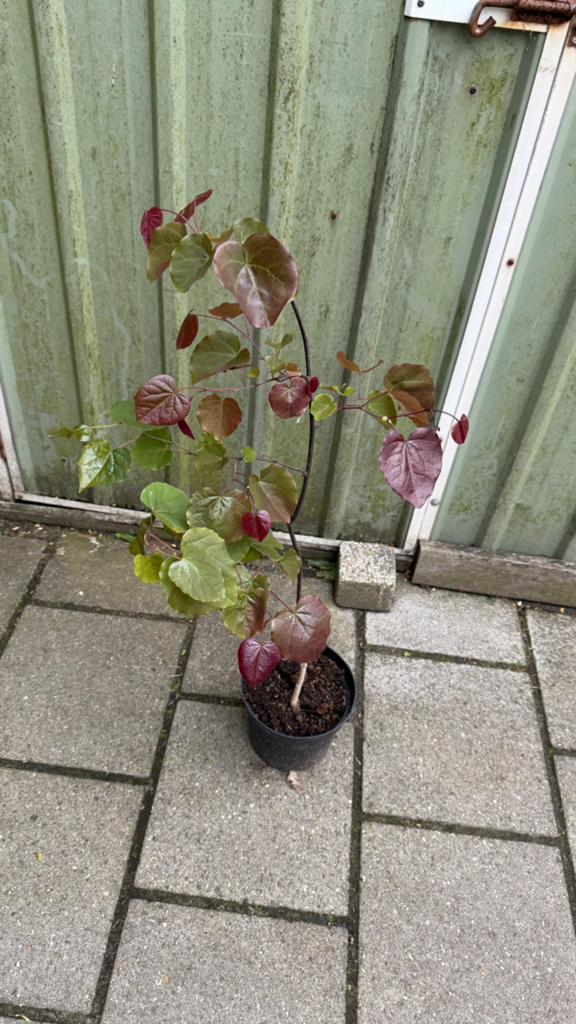 Cercis forest pansy, Tuin en Terras, Ophalen, Volle zon, Overige soorten
