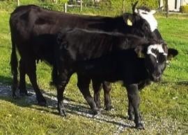 Mini koe setje. ( moeder met vaarskalf)., Meerdere dieren, 3 tot 6 jaar