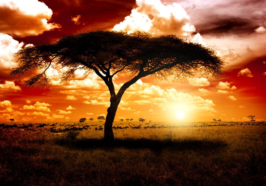134 Afrika Natuur Vlies Fotobehang 350x250cm in 3 maten XXL, Ophalen of Verzenden, Nieuw
