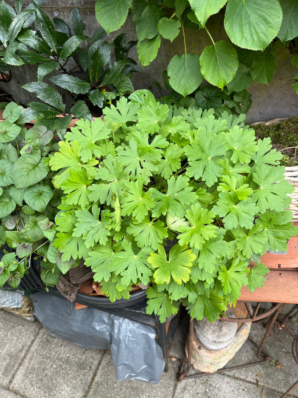 Vaste geranium , wit roze , Groene Bodembedekker ,  -, Tuin en Terras, Ophalen, Bodembedekkers, Vaste plant, Halfschaduw