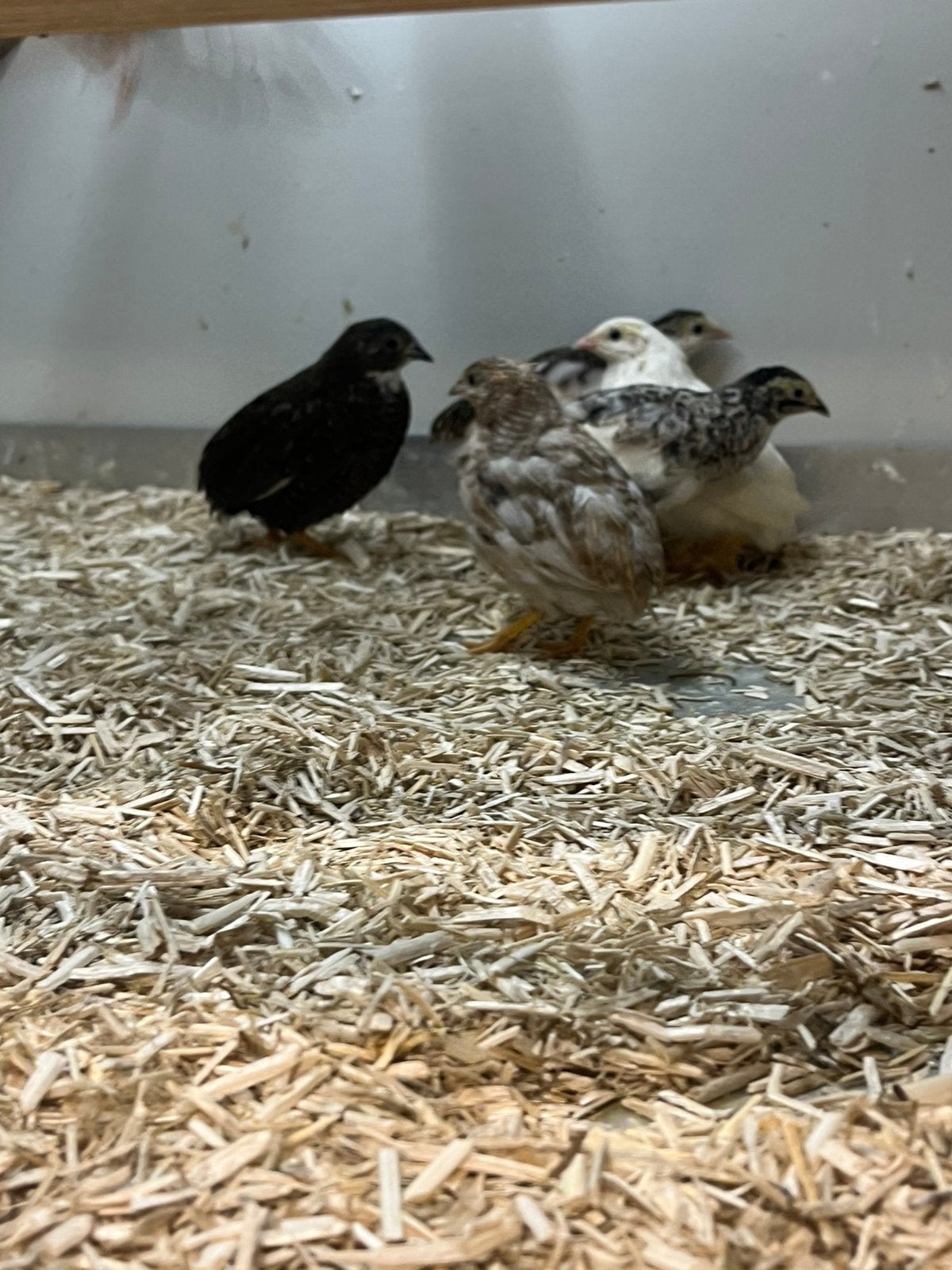 Diverse Koppels Chinese Dwergkwartels, Meerdere dieren, Tropenvogel