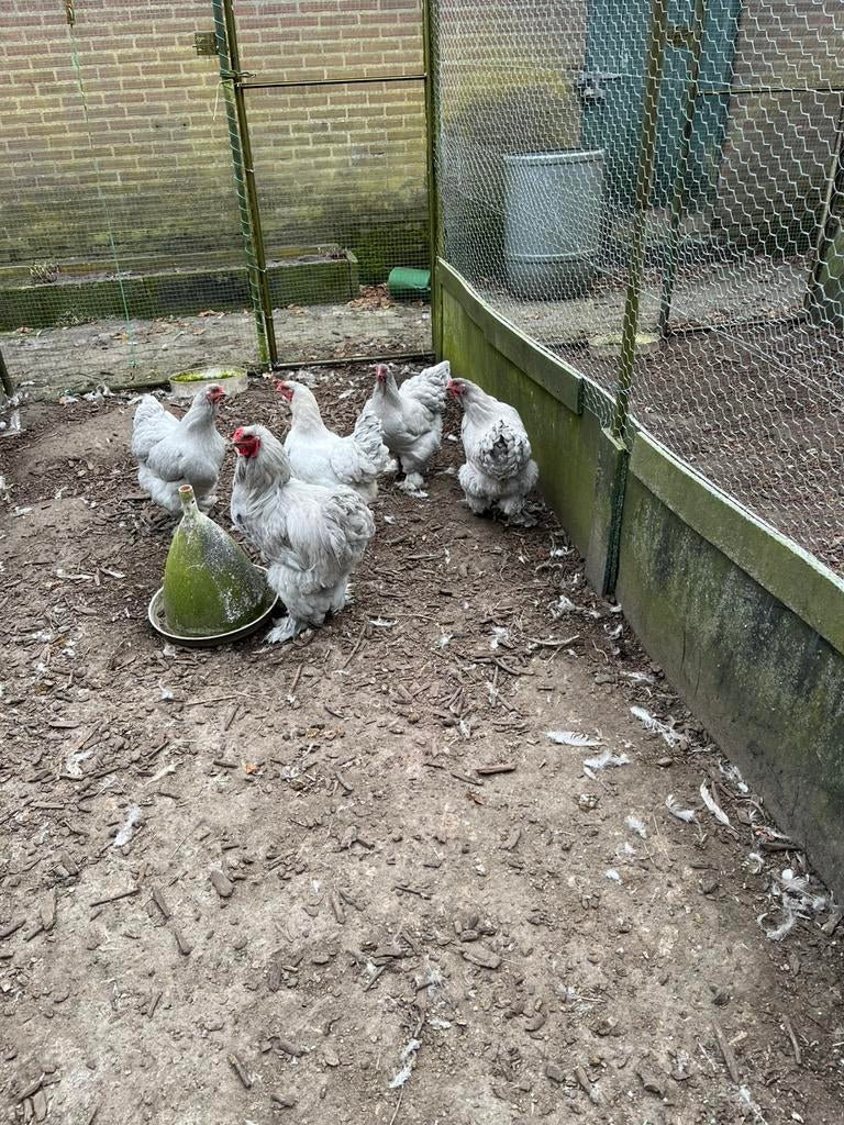 Bramas grijs Isabell broed eieren, Meerdere dieren, Kip