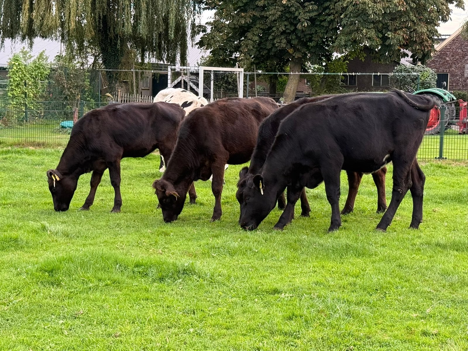 4 angus pinken te koop, Dieren en Toebehoren, Mannelijk