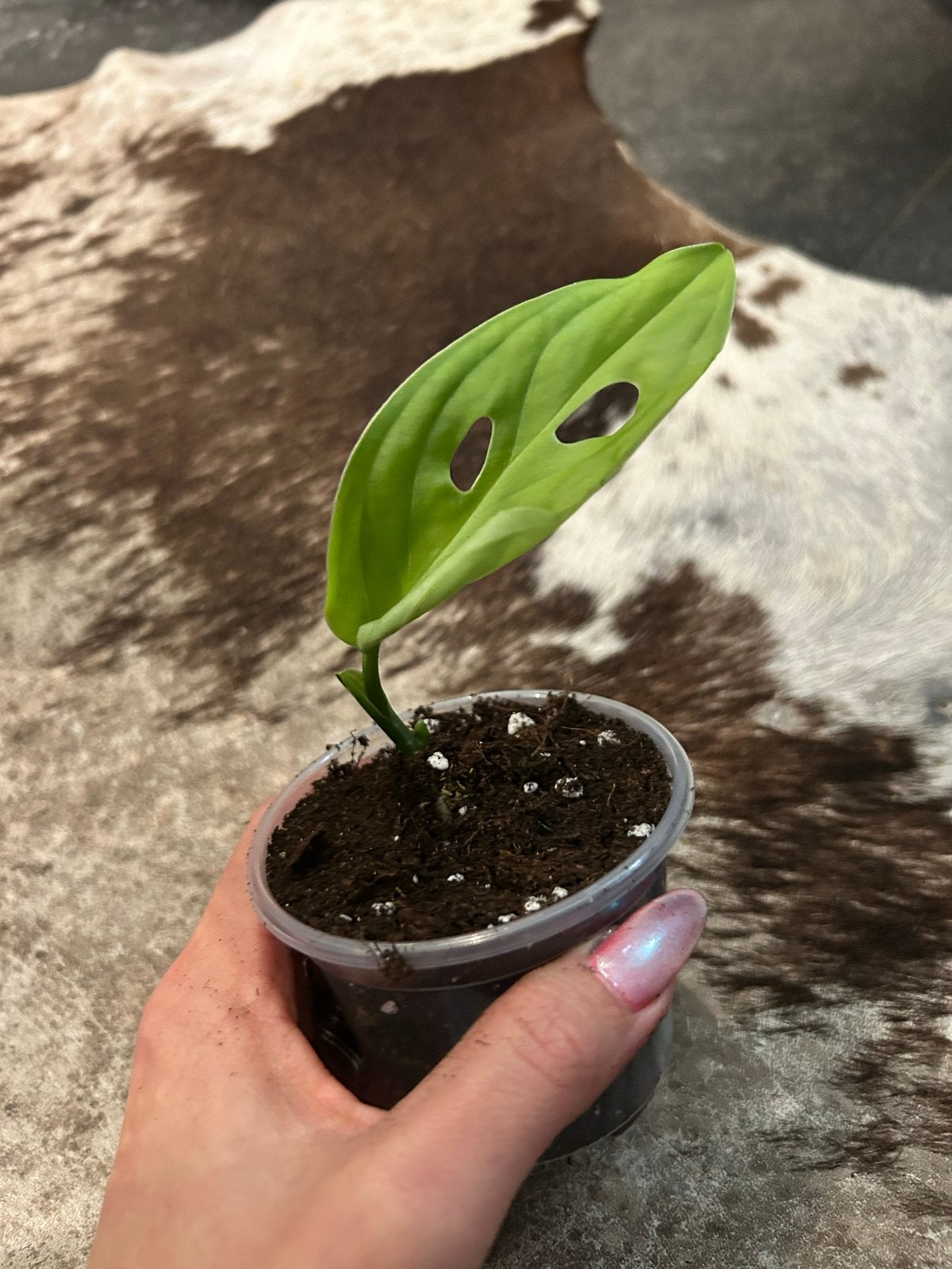 Monstera Esqueleto stekje - Unieke kamerplant, Ophalen of Verzenden, Halfschaduw, Minder dan 100 cm