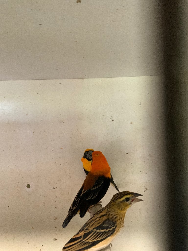 Vlammenwevers, Mannelijk, Tropenvogel